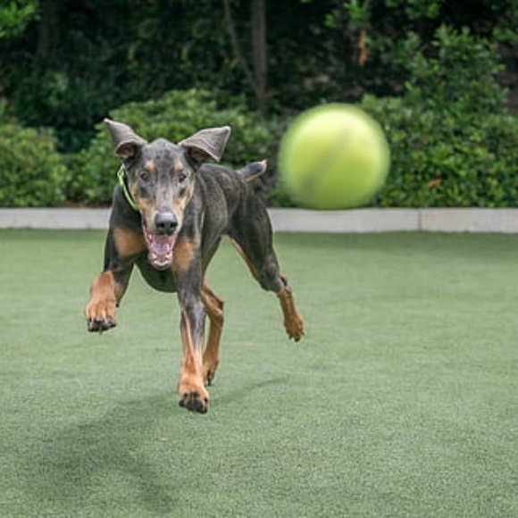 12 USED VERY GOOD TENNIS BALLS - Clean - Make Great Dog Toys and Dogs Love Them! - Picture 4 of 6
